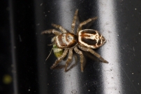 Une Saltique (Araneae - Salticidae - Icius subinermis)